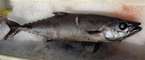 what is escolar fish